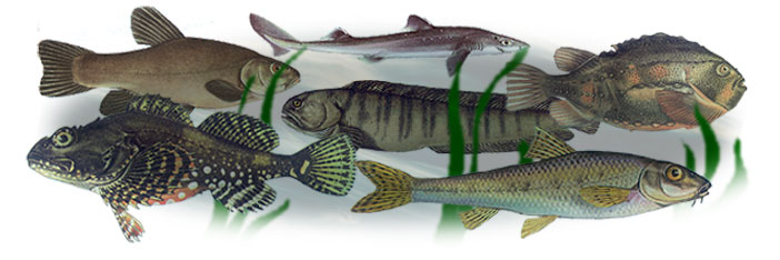 fisk/flerefisk-3x1.jpg