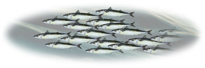 fisk/makrelstime-702x234.jpg
